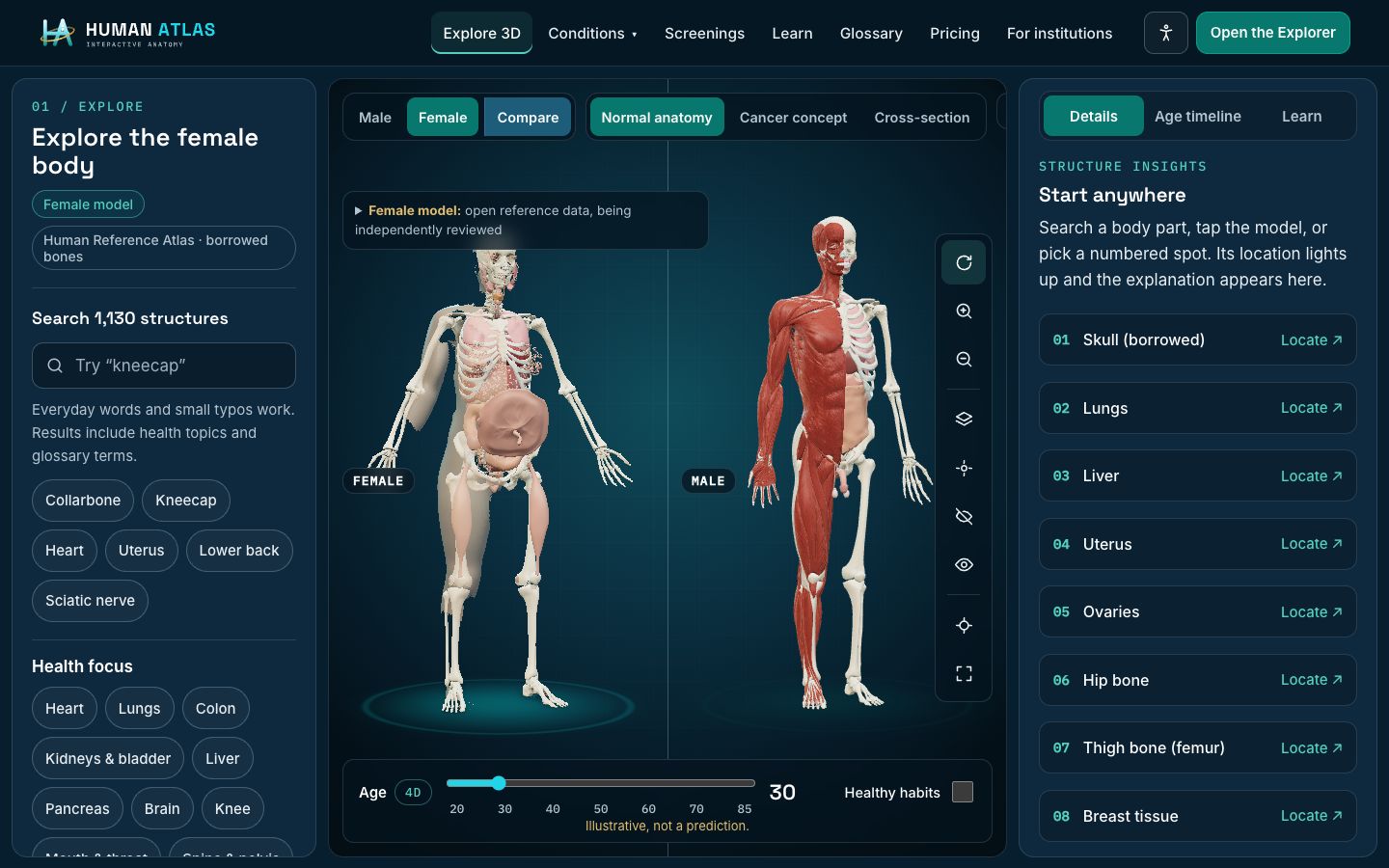 Male and female bodies compared side by side